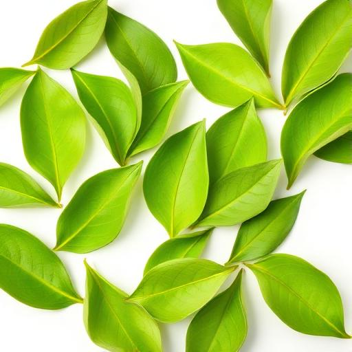 Green Tea Extract