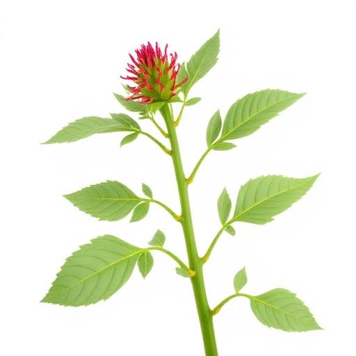 Tribulus Terrestris